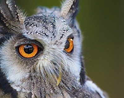 owl image v2